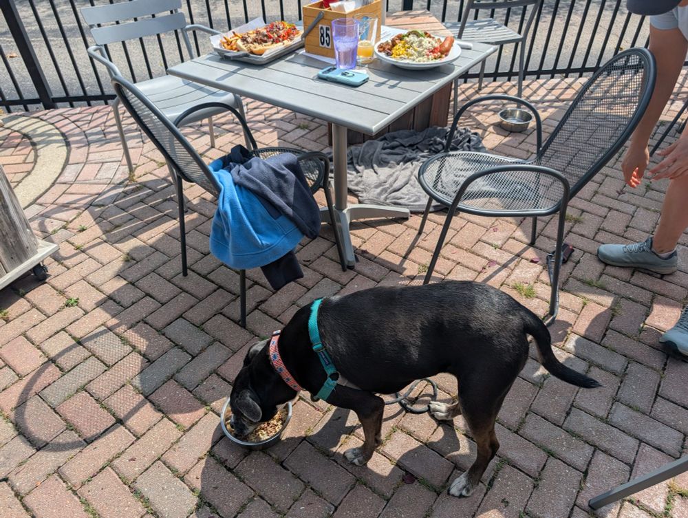 Black dog eating from bowl next to table on restaurant outdoor patio 