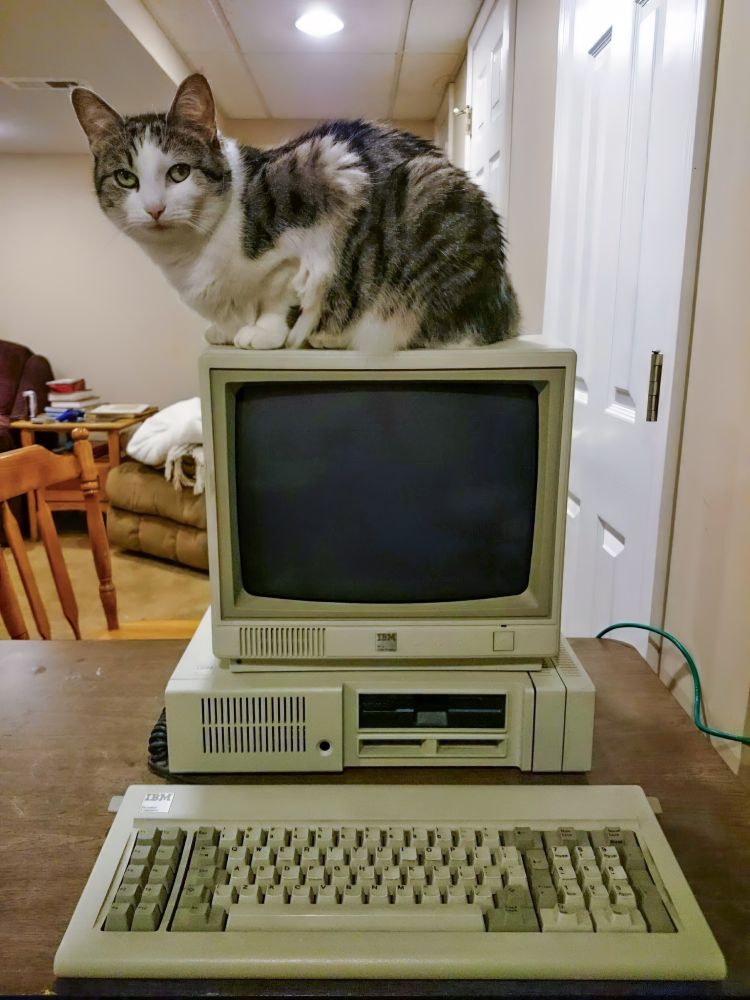 A gray cat perched on top of an IBM PCjr