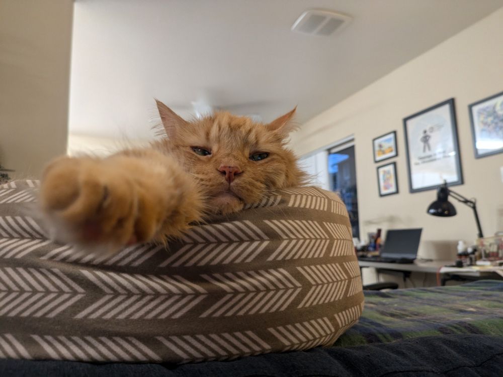Newt (big fluffy orange tabby), sits in his cat bed. We have a straight-on perspective of his arm stretching towards the viewer, and his dumb orange head looking at you, unimpressed. The toe beans are a little out of focus, but he's fluffy so it's harder to tell.
