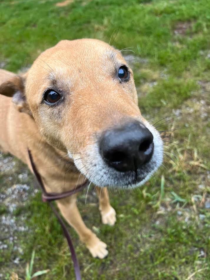 Close up picture of a brown dog