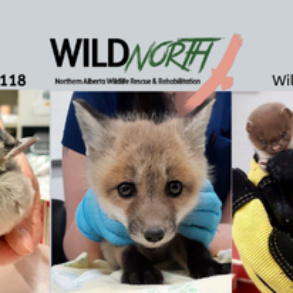 WILDNorth's 24th Annual Edmonton Wildlife Festival