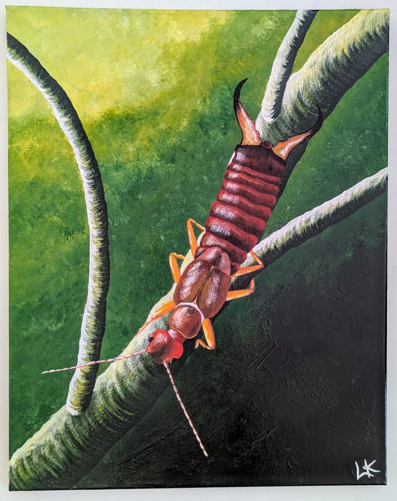 A painting of an earwig