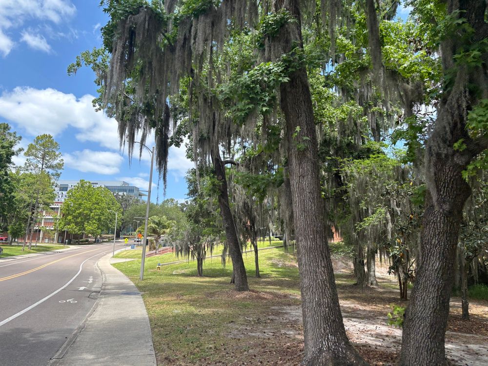 Trees line the most of the right side of image and are adorned with Spanish moss. The left side of the image pictures a sidewalk and two-way street with more street, trees and grass in the background along with barely visible buildings.