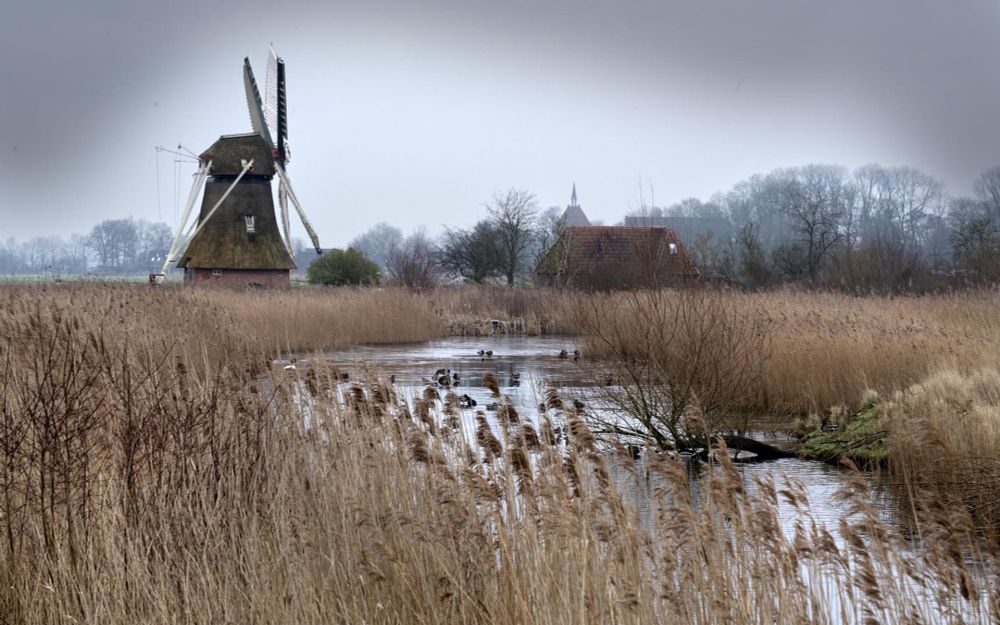 Kunnen het Driebondsbos of natuurgebied Kardinge straks meepraten? Politiek in Groningen wil natuur 'een stem' geven