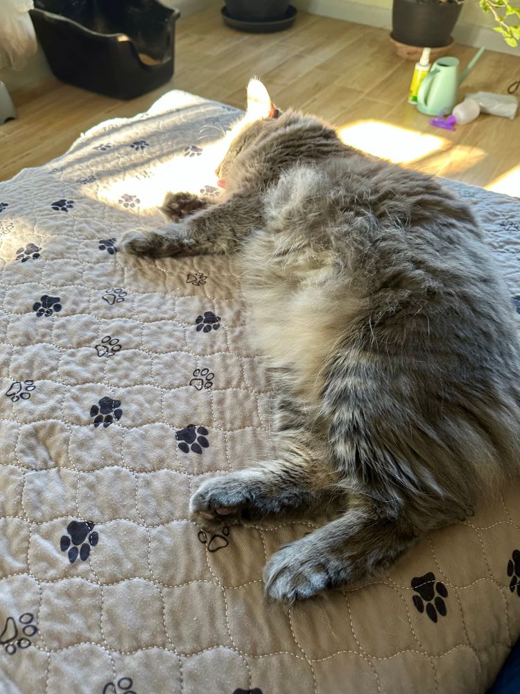 A fluffy gray tabby sprawled on a sofa covered with a waterproof pad. She’s napping and displaying her extremely fluffy tummy and very fat feet, especially the back ones. 
