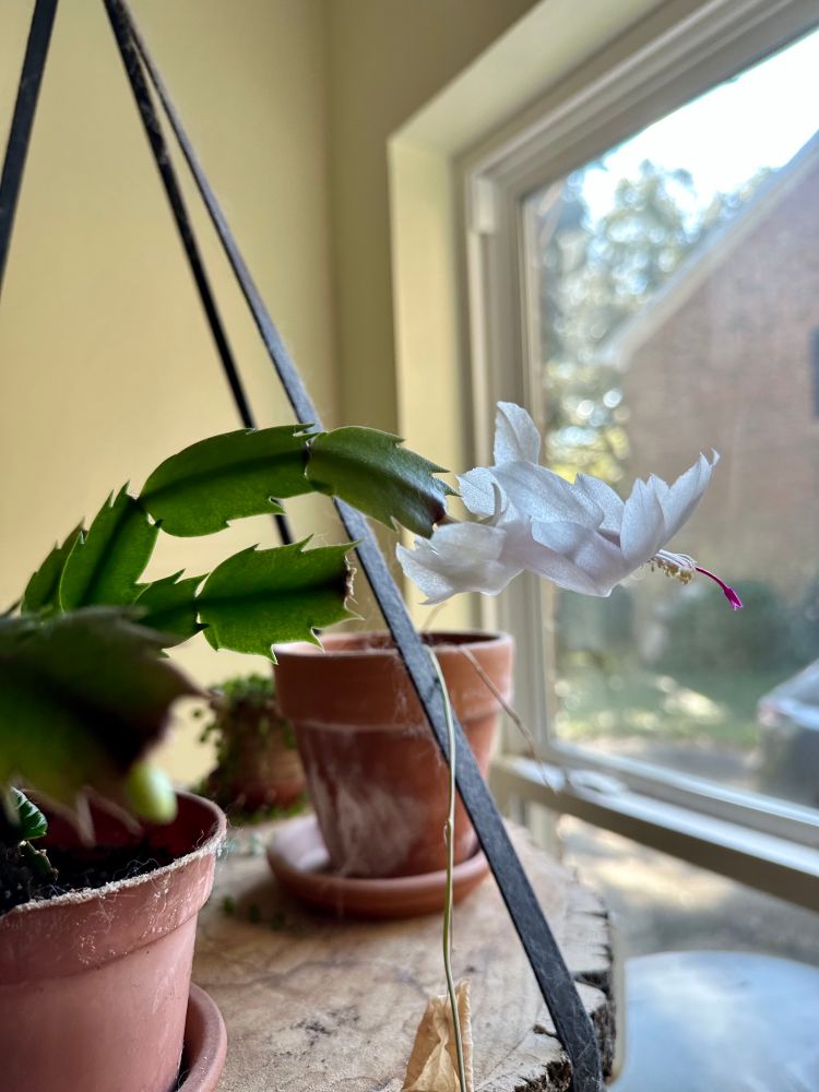 A white Schlumbergera bloom with a deep pink anther. 