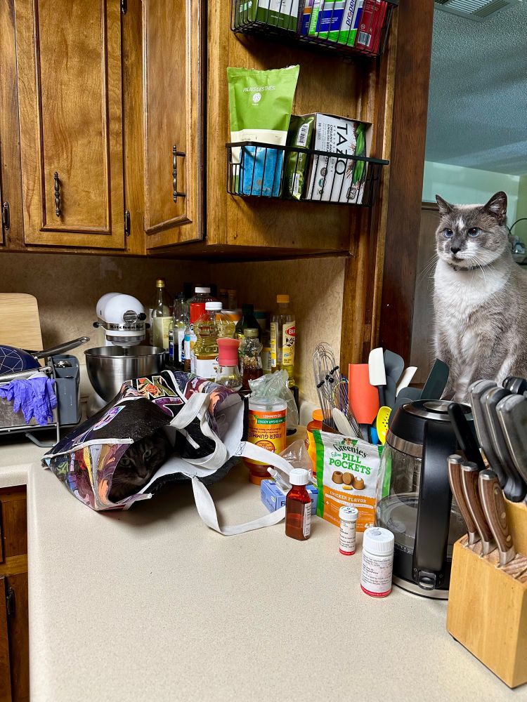 A Siamese mix cat sits on a pass through in a kitchen while a fluffy gray tabby hides in a grocery bag in anticipation of an ambush. Da dum. 