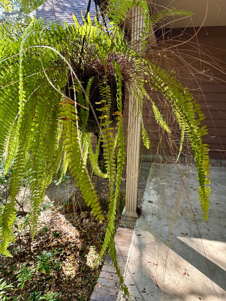 A button fern with lots of long strands with no leaves as well as giant leaf stalks. 