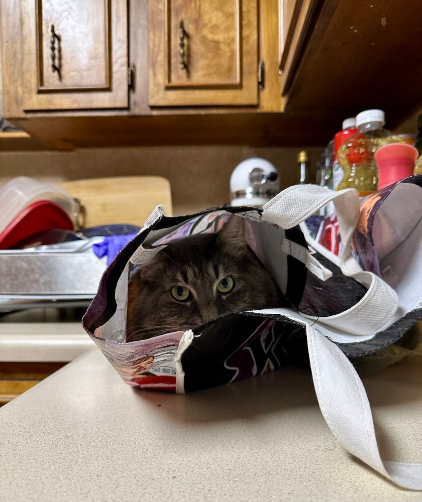 Da dum. Da dum. The eyes of the fluffy tabby visible in the grocery bag. 