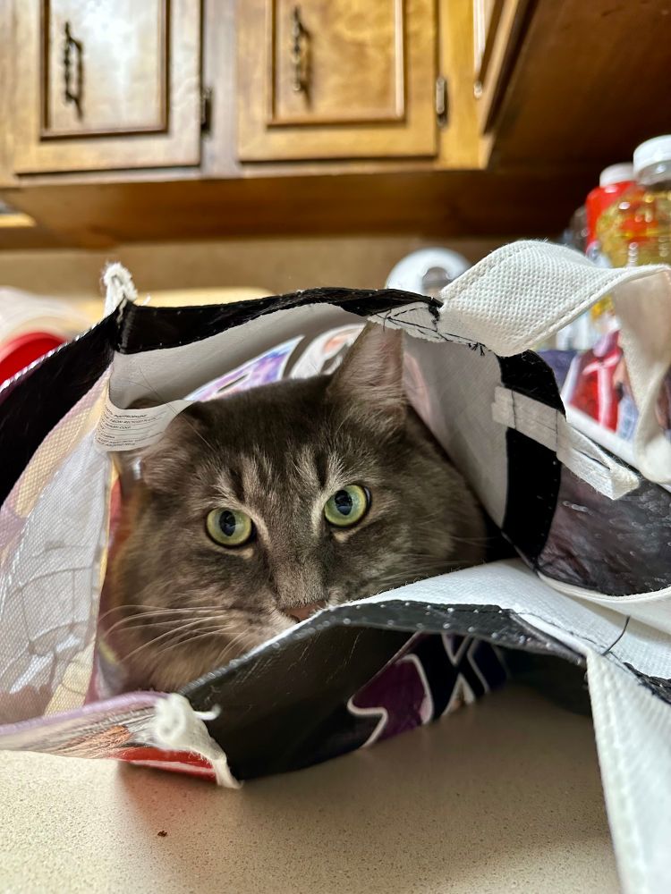 Da dum. Da dum. Da dum. Even closer view of the fluffy gray tabby and her big eyes in the grocery bag. 
