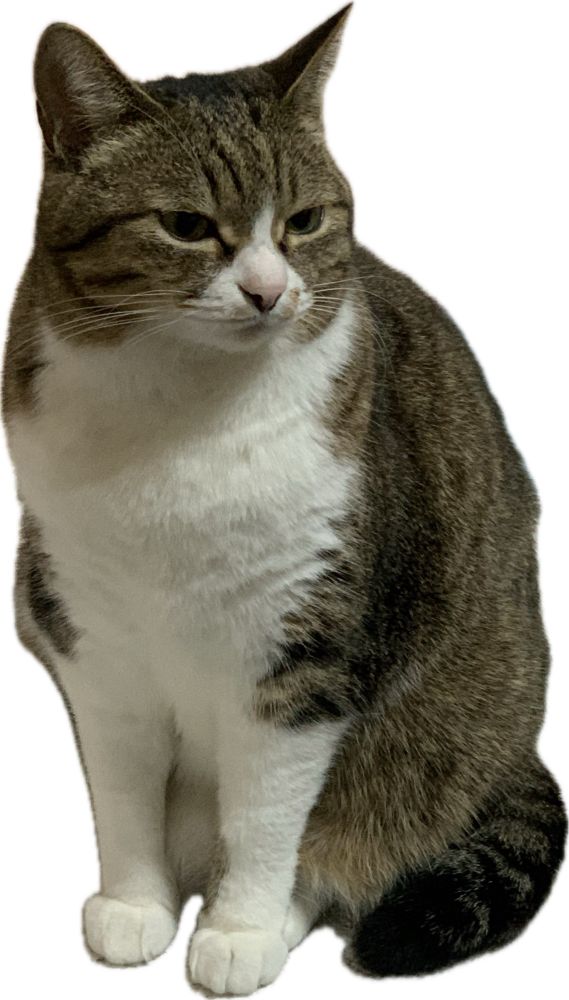 なんか…太くない？