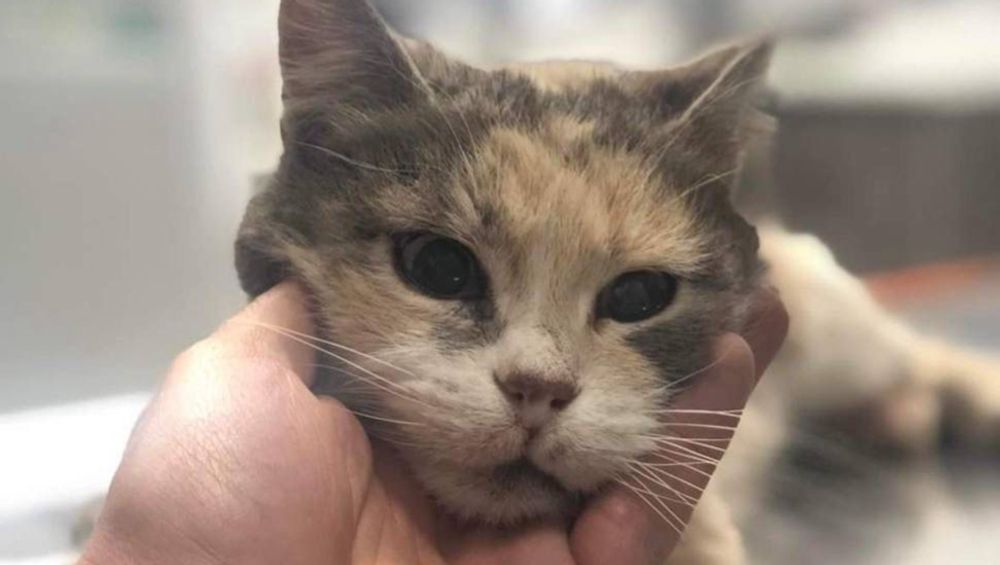 Our hearts are breaking. Nala has been with our family for 12 be… Miljan Jankovic needs your support for Help Save Nala – Our 12-Year-Old Cat’s Fight for Life
