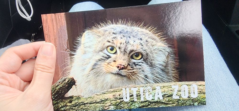A postcard of a Pallas's Cat, with the words "Utica Zoo" on it.