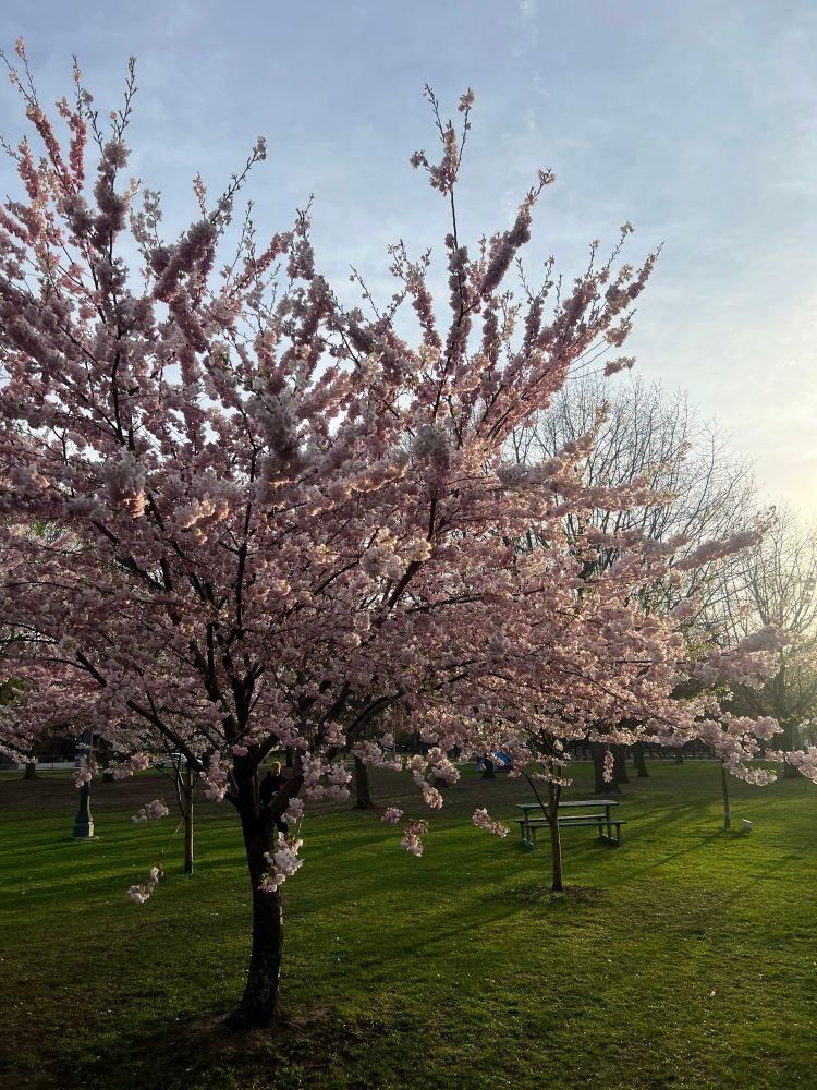 Cherry blossoms in Toronto 