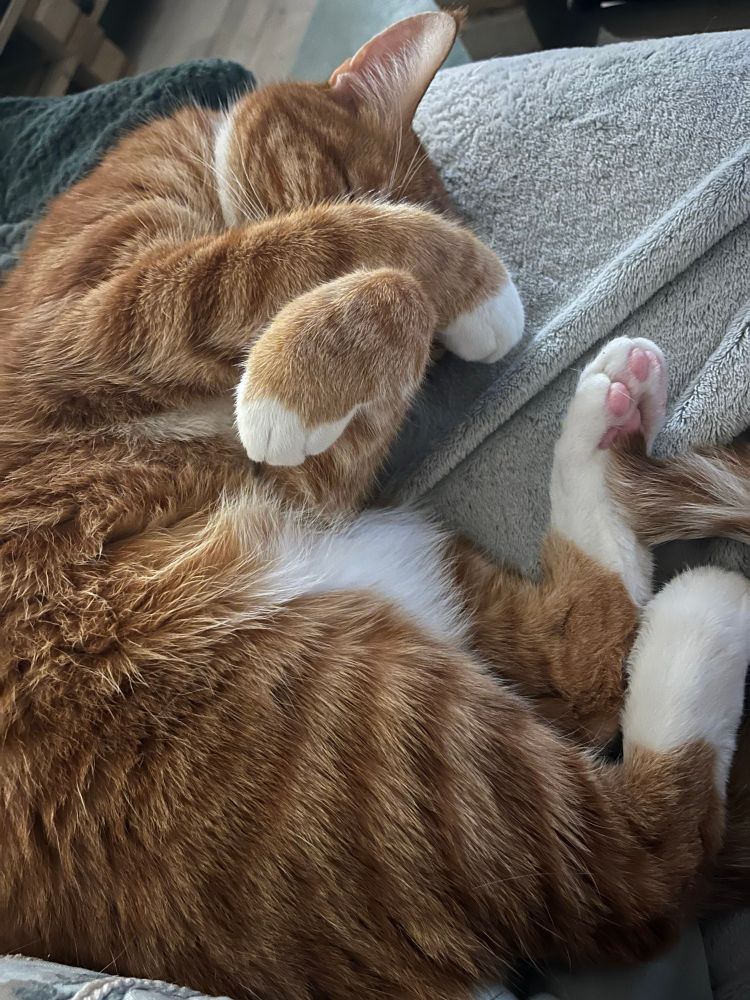 Nemo curled up, his feetsies all bundled up and paws in front of his face