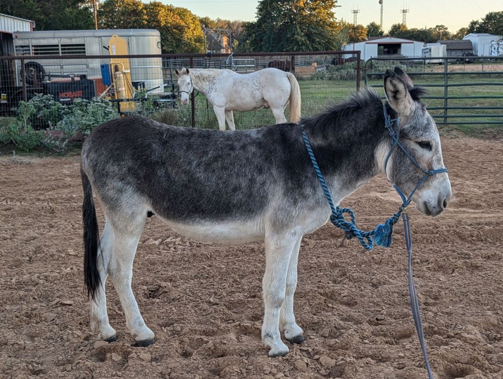 Standing donkey with horse in background 