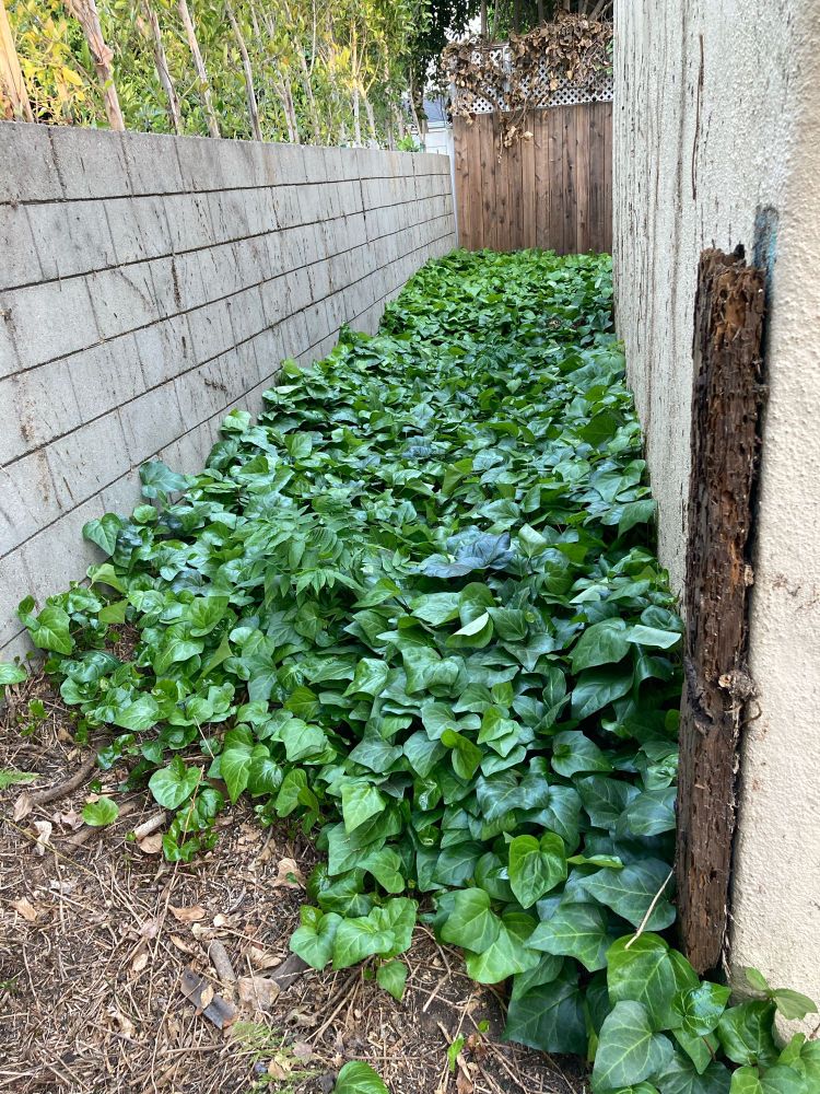 New growth of ivy (and sumac) in the side yard next to our garage, Studio City, California. (A narrow strip of land with a block wall on one side and an old stucco garage on the other, covered by lush green ivy about 8 inches high.)