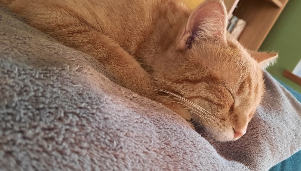 Très beau chat roux en train de dormir sur un plaid gris.