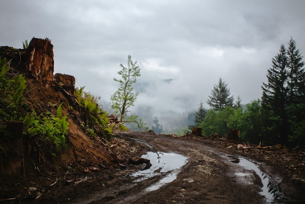 decorative photo of a forest road showing soil