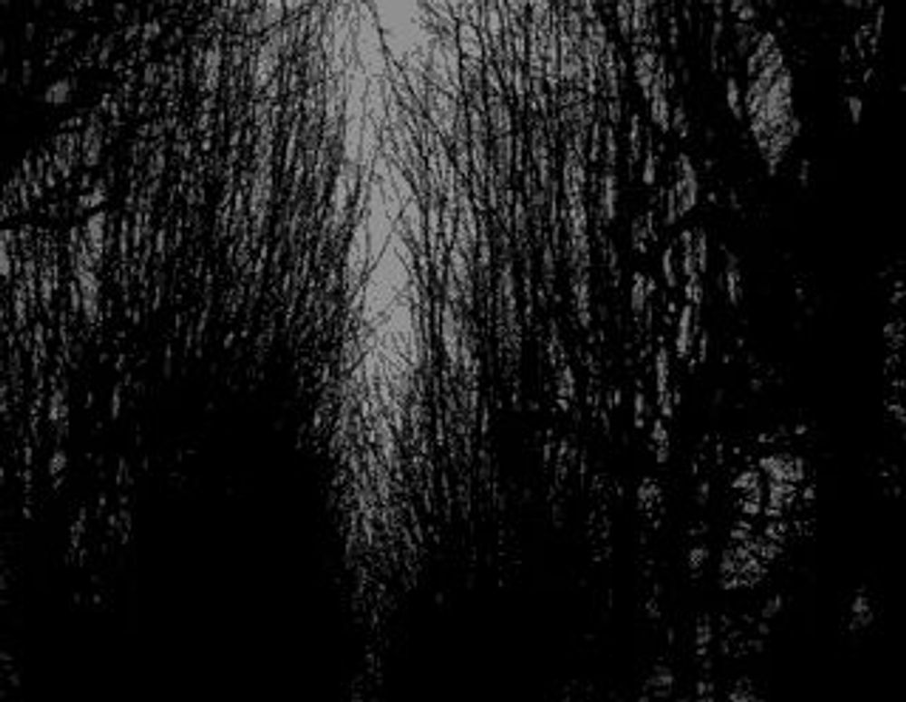 Forest Dark GIF