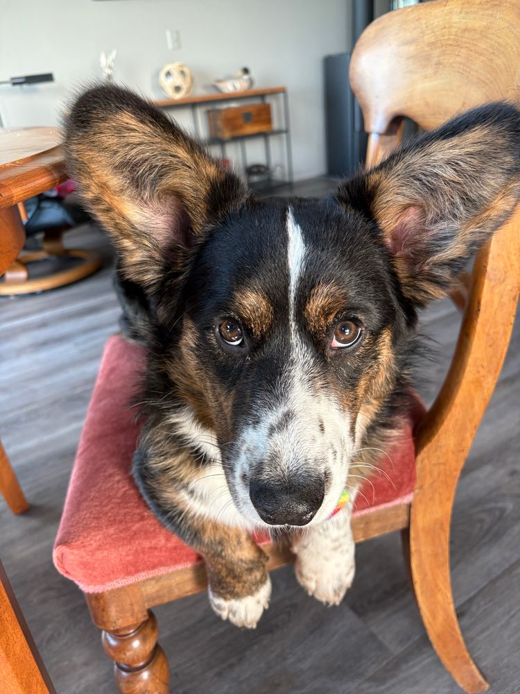 A black, white, and brindle cardigan welsh corgi puppy with a freckled snoot is lying on a dining room chair. He is looking up at the camera with a somewhat accusatory expression.
