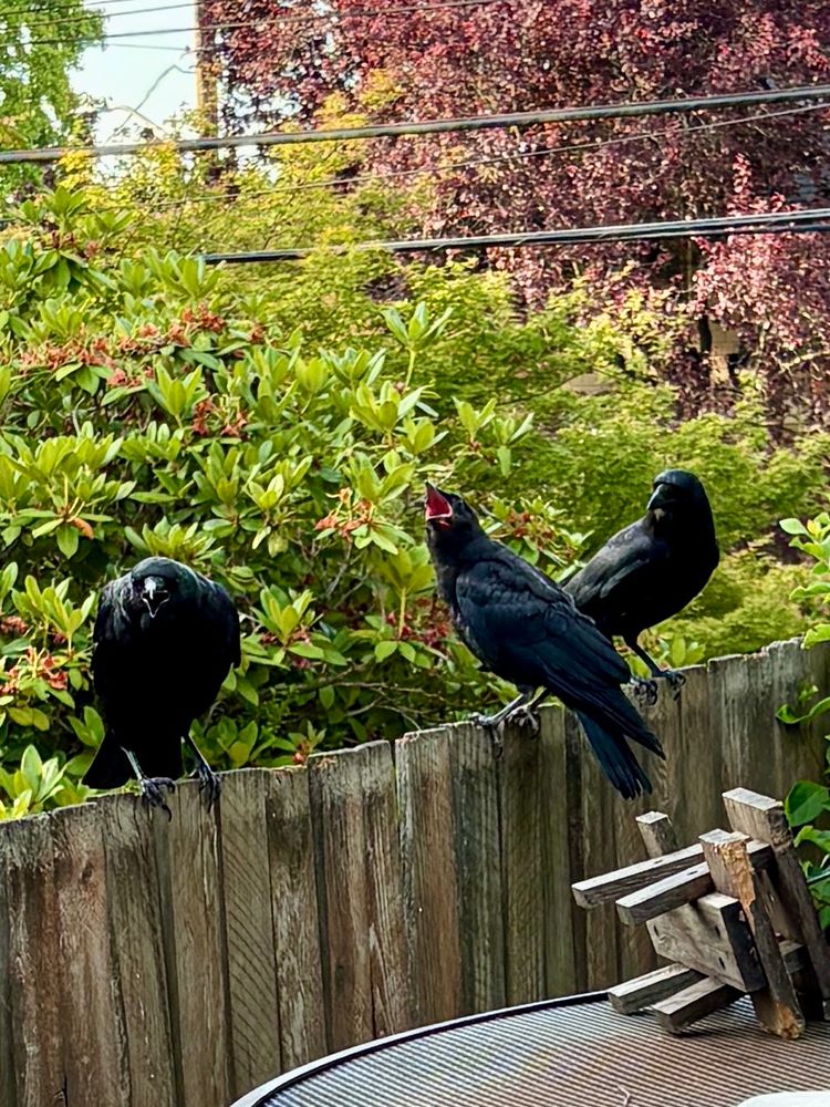 A fledgling crow on a wooden fence that has seen better days has its mouth wide open and is begging for food from either of two adult crows flanking it. You can tell itβs a fledgling by the pink mouth and by its monotone caw, which it mostly uses to beg for food.