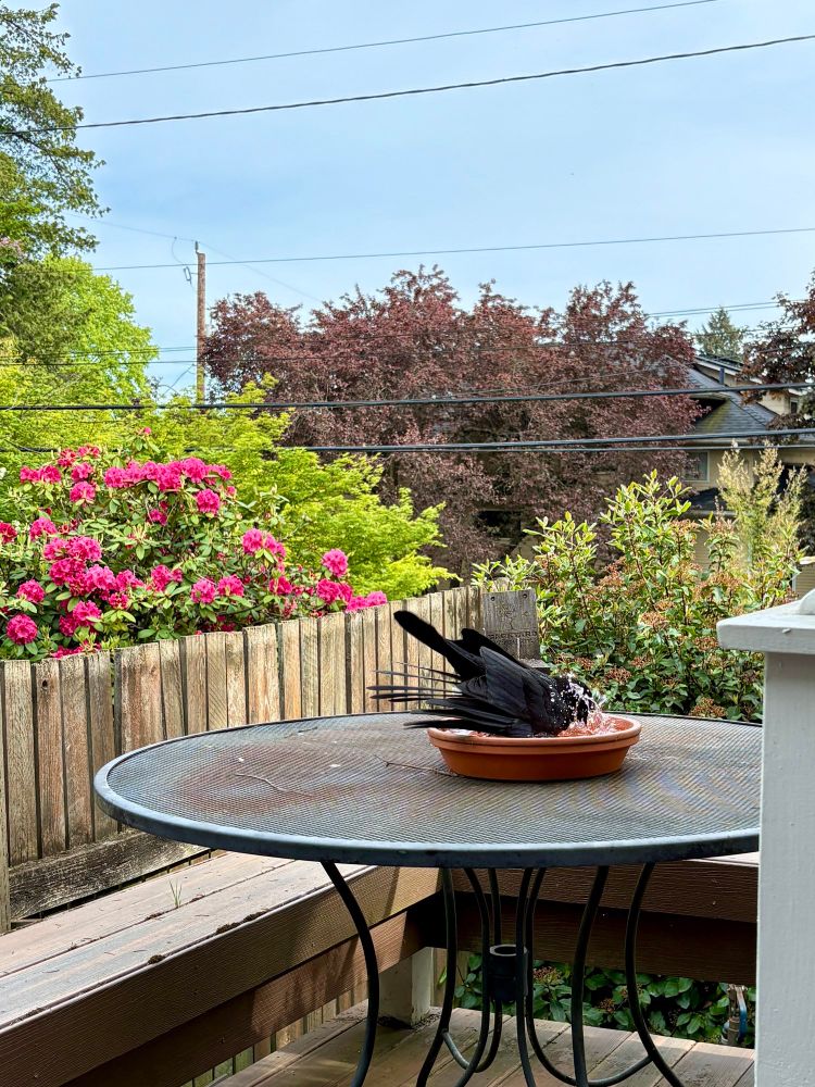 A crow is splashing about in a terra cotta birdbath on a black metal patio table.