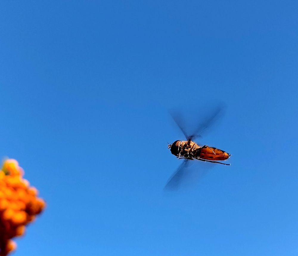 A hoverfly hovers above the firethorn with a blue sky in the background
