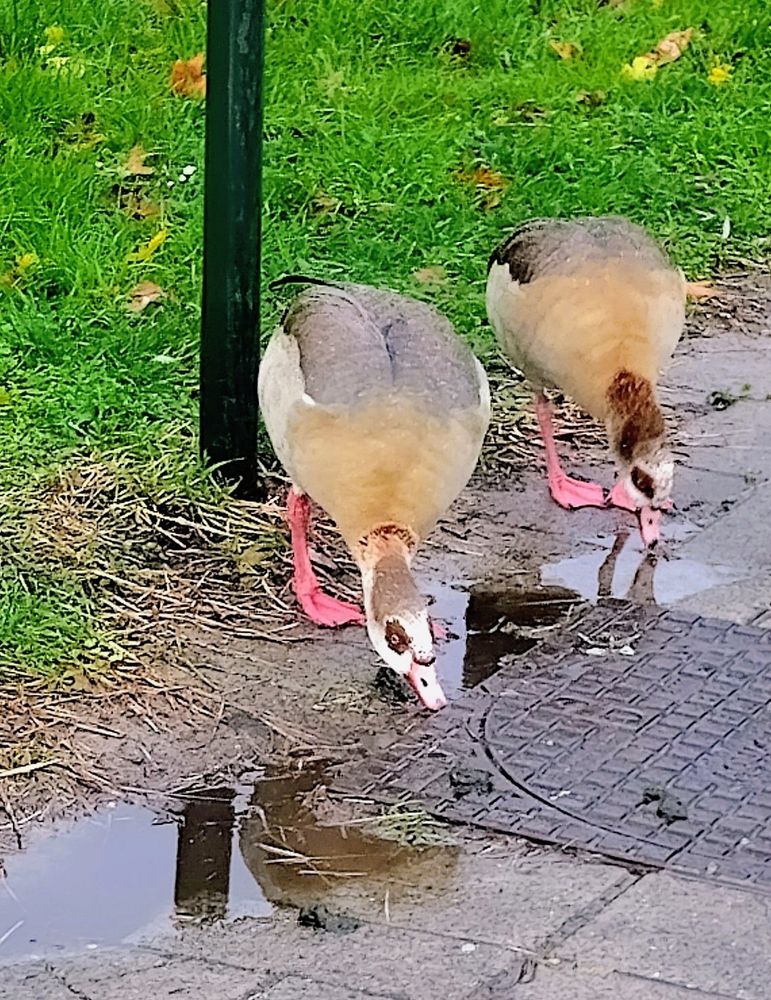 Two Nile geese drink from a puddle of freshly fallen rainwater on the sidewalk