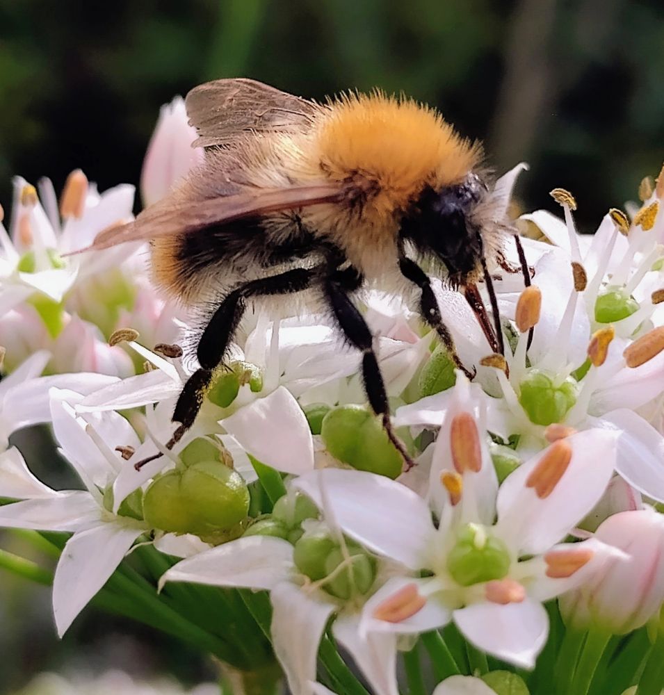 light brown orange field bumblebee on the white flowers with green stem of the chives in the garden
