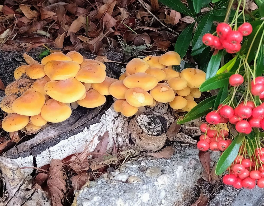 A cluster of light brown mushrooms under the firethorn in the garden 