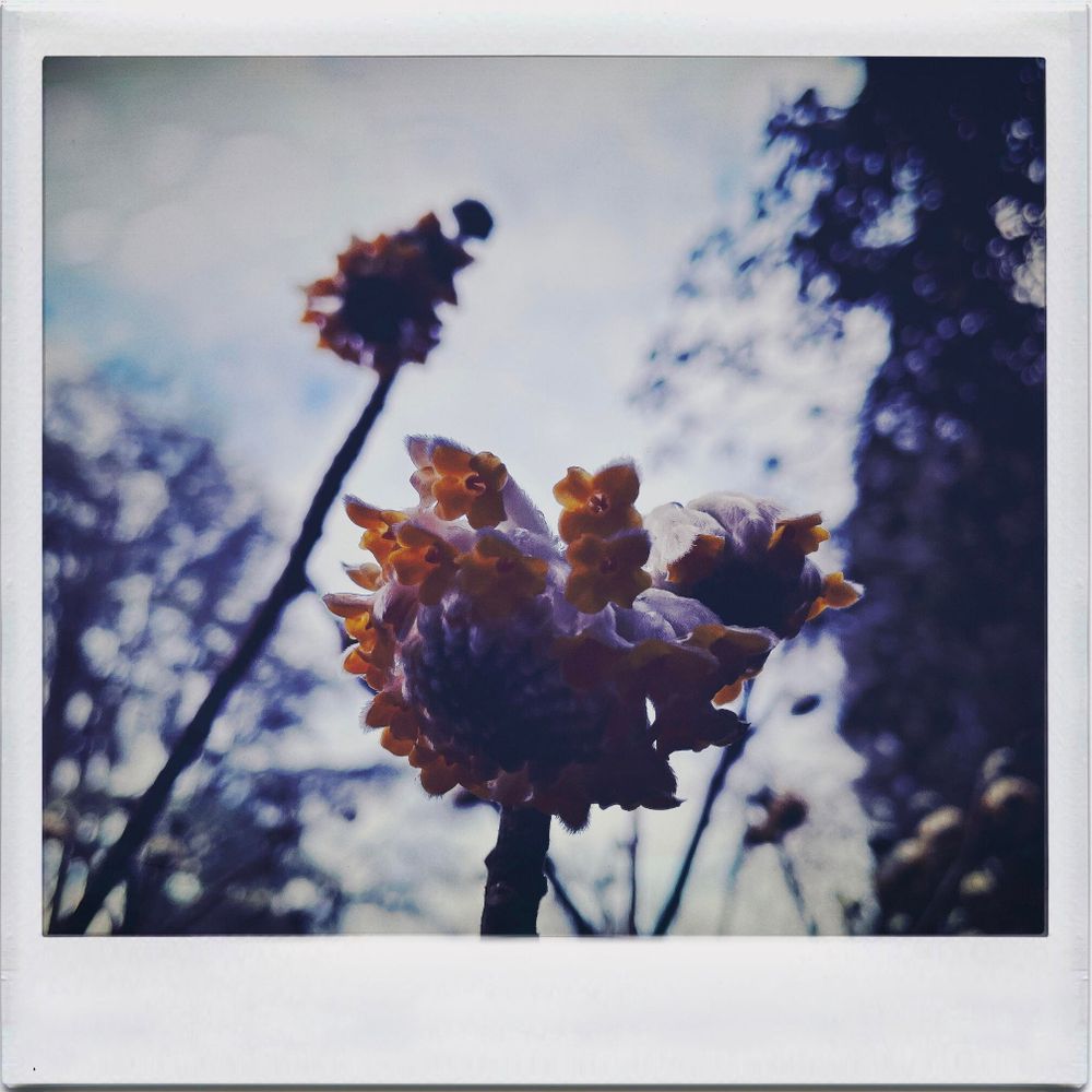 filtered to look like a Polaroid, a snap of a half-bloomed yellow and white Paperbush flower from underneath, pointing upwards to the mostly cloudy sky, with another smaller bloom and trees in the background