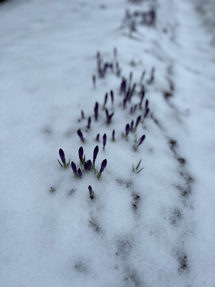 Snow covered flowerbed with purple crocuses barely poking out