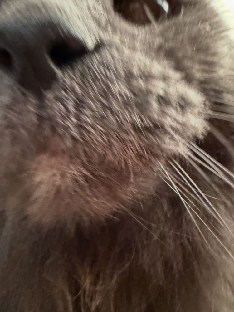 Cat nose & whiskers up close 