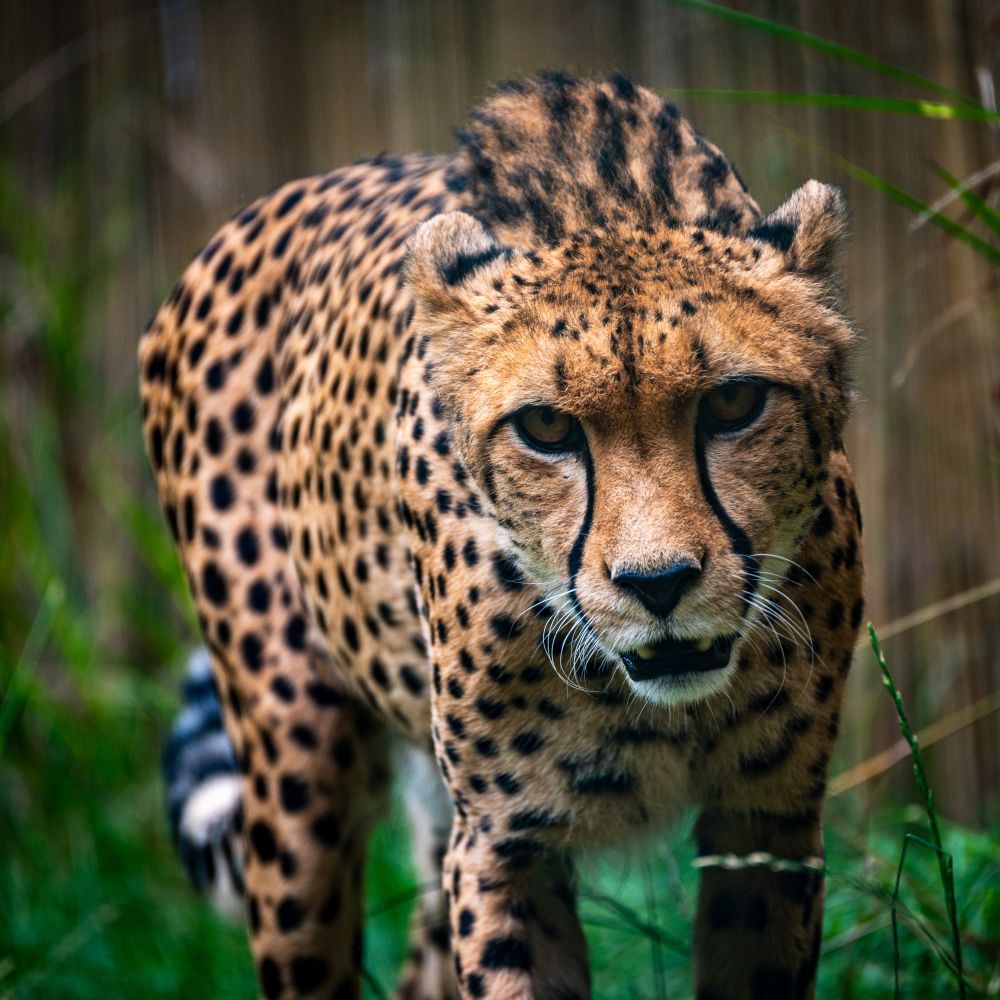 A close-up photo of a cheetah at Edinburgh Zoo, walking forward through green grass with a focused, intense gaze. Its golden coat with distinctive black spots and bold tear-mark stripes is sharply detailed, while the blurred background of reeds adds depth to the portrait. Written by ChatGPT.