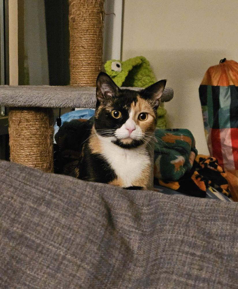 my tiny cat sesame staring me down from behind the couch. she looks confused with her wide round eyes.