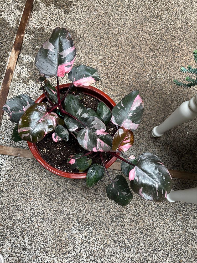 Two philodendron pink princess plants in a large red pot. The plant's leaves are dark green with light pink and medium pink stripes and blotches. 