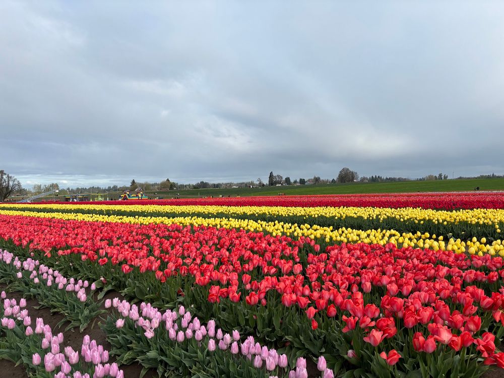 Pink, red, yellow, dark red, and hot pink rows of tulips with trees and cloudy sky in the distance. 