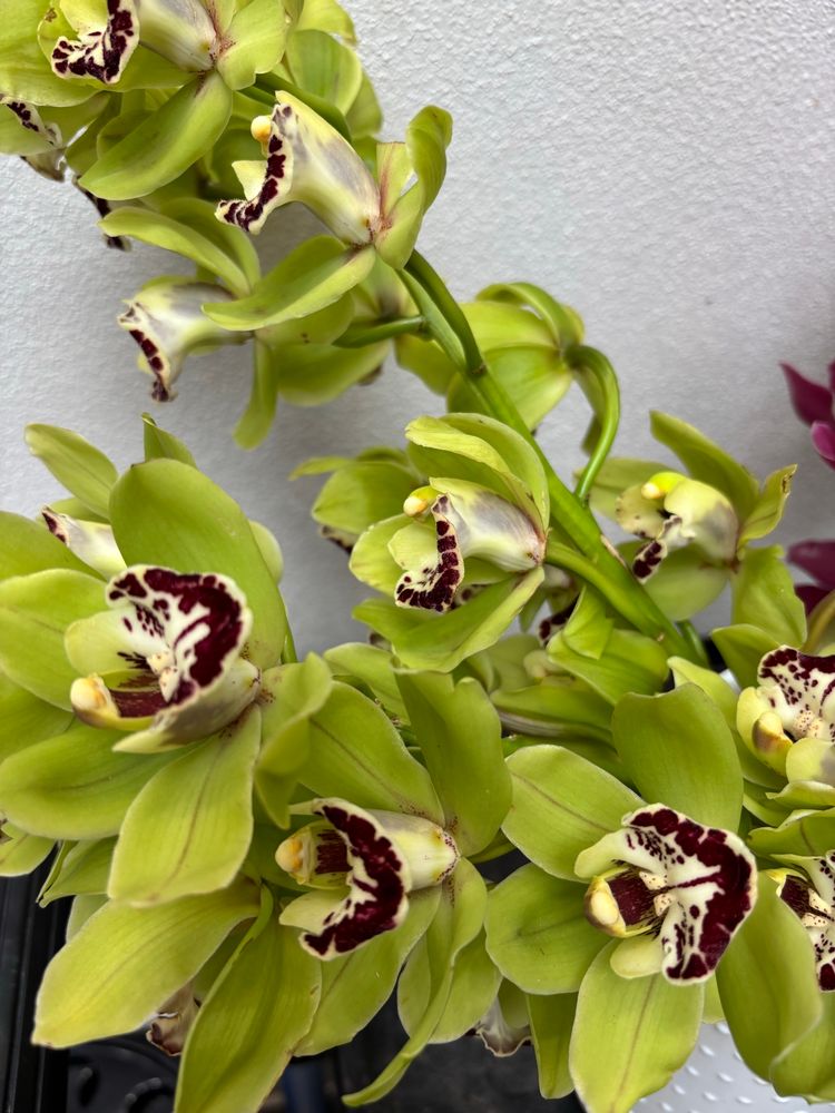 Bright green cymbidium orchids with cream and burgundy centers.  
