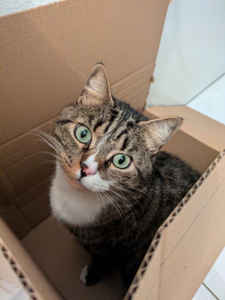 Photo d'un chat tabby européen dans une boîte en carton