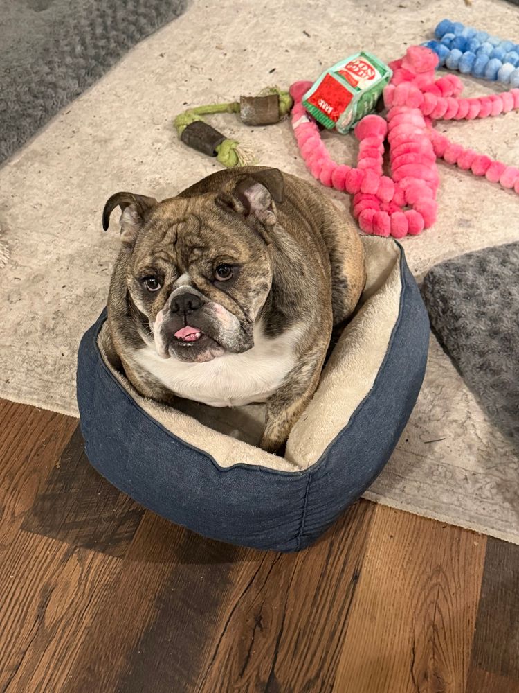 The English bulldog sitting in his tiny dog bed, with his tongue sticking out.