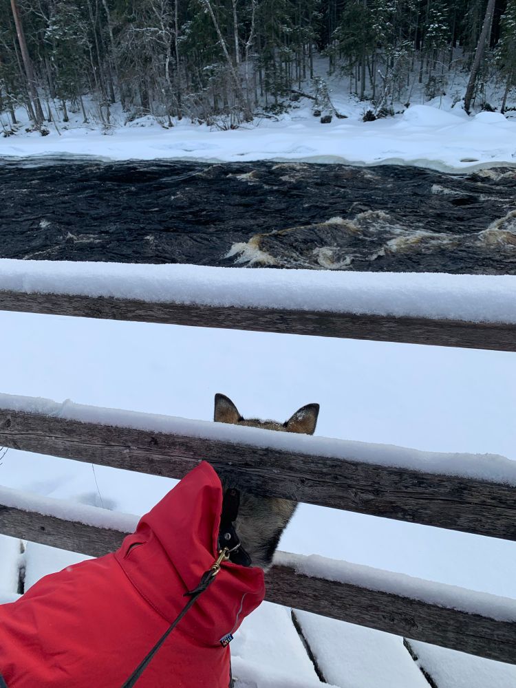Husky looking at river. 