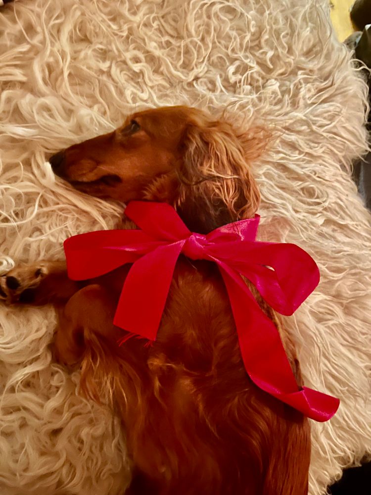 En långhårig brun tax som ligger på en vit fårskinnsfäll med en stor röd rosett knuten runt halsen. 