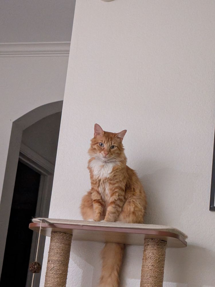 An orange cat looking down disdainfully from the top of his cat tree