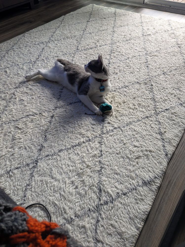 A grey and white tripod kitty distracted in the middle of absolutely thrashing his avocado toy