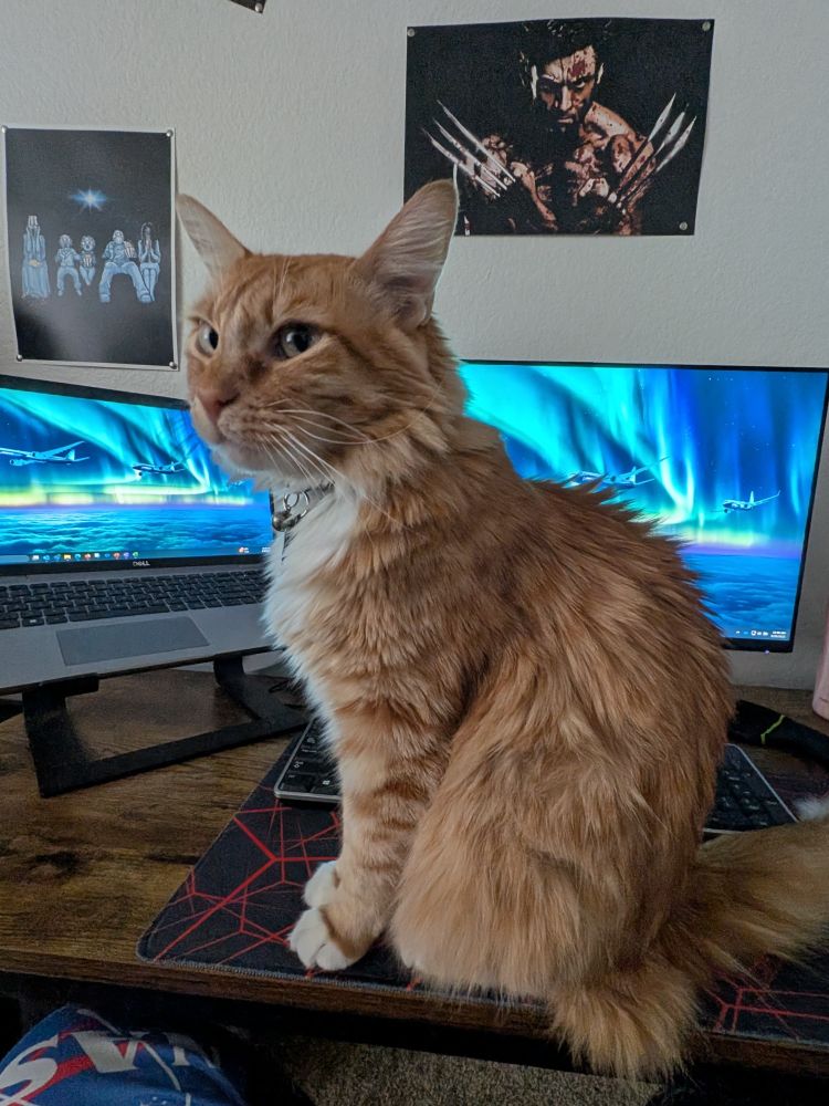 A fluffy orange cat sitting in a desk in front of a laptop and external monitor. The displays are currently the desktop background because I don't want to figure out what work product I can and can't post to the internet