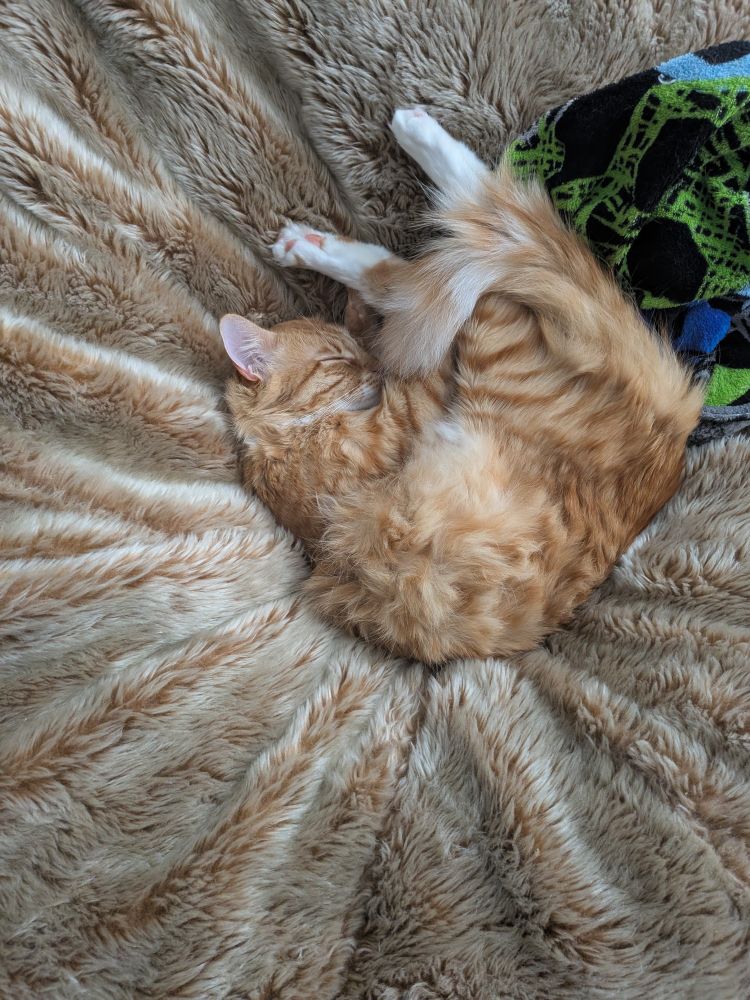 An orange cat curled up in a bean bag chair