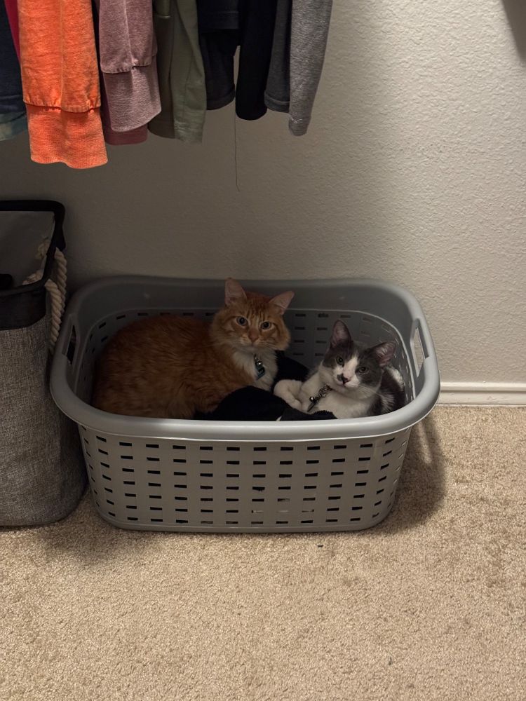 2 cats, one orange one grey and white, snuggling in a light grey laundry basket. The both are looking at the camera with affronted expressions on their faces