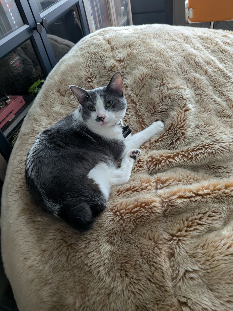 A grey and white tripod kitty on a beige beanbag chair. He is looking at the camera in judgement