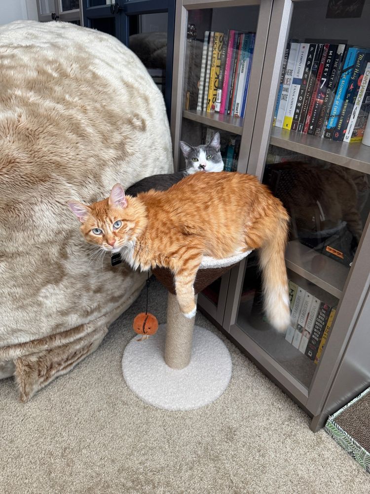 2 cats, one orange one grey and white, sitting on top of a cat tree that looks like an espresso martini. There is really only space for one of them at a time but clearly they both wanted to be there. The grey&white cat is pushed up against the bookshelves behind the cat tree, he was there first but the orange one decided he wanted to be there and now here we are. They are both adorable